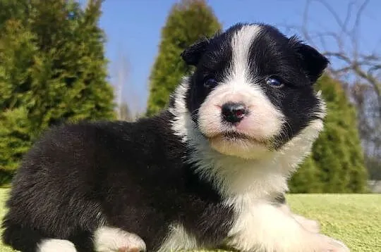 BORDER COLLIE, klasyk z dokumentami, Podkarpackie, Iwonicz
