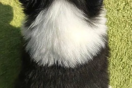 BORDER COLLIE, klasyk z dokumentami, Podkarpackie, Iwonicz