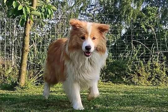 BORDER COLLIE, klasyk z dokumentami, Podkarpackie, Iwonicz