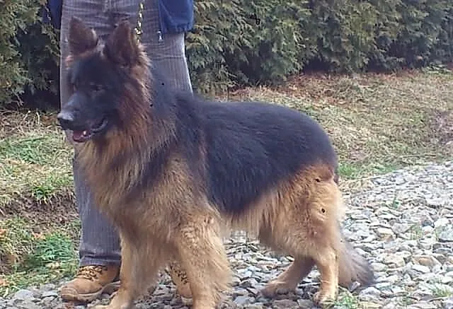 Owczarek niemiecki pies dlugowlosy