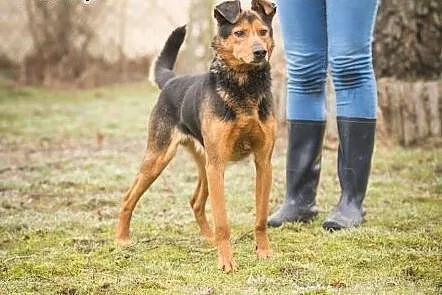Poki, młody, opanowany psiak do pokochania!,  Kund
