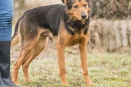 Poki, młody, opanowany psiak do pokochania!,  Kund