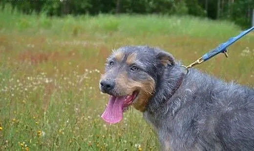 Piękny, srebrzysty kundelkowo-terrierkowy Pankracy