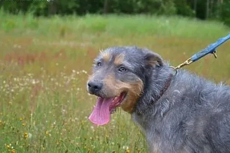 Piękny, srebrzysty kundelkowo-terrierkowy Pankracy