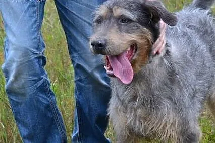 Piękny, srebrzysty kundelkowo-terrierkowy Pankracy
