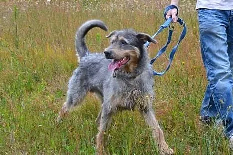 Piękny, srebrzysty kundelkowo-terrierkowy Pankracy