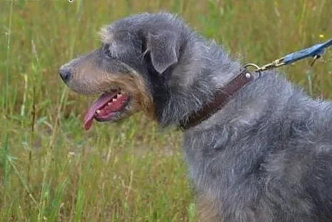 Piękny, srebrzysty kundelkowo-terrierkowy Pankracy