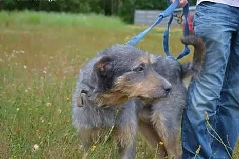 Piękny, srebrzysty kundelkowo-terrierkowy Pankracy