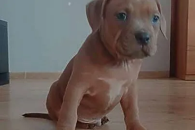 Amstaff Błękitno Płowy American Stafford Shire Terrier, Łódzkie, Radomsko
