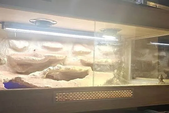 Terrarium z Agamami