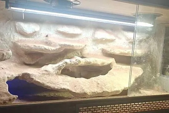 Terrarium z Agamami, Mazowieckie, Warszawa
