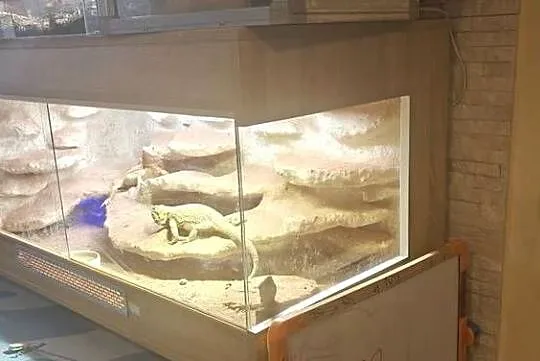 Terrarium z Agamami, Mazowieckie, Warszawa