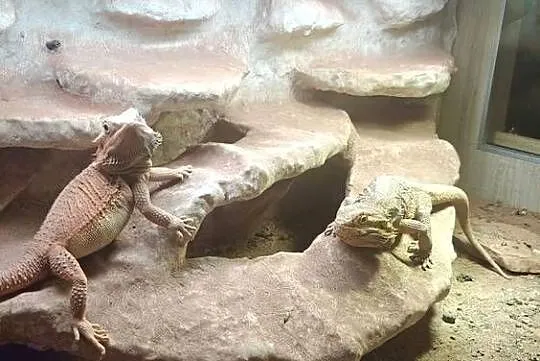 Terrarium z Agamami, Mazowieckie, Warszawa