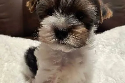 Śliczny piesek Yorkshire Terrier Biewer Tricolor