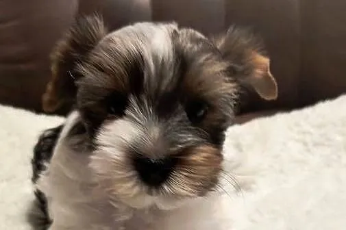 Śliczny piesek Yorkshire Terrier Biewer Tricolor, Pomorskie, Pruszcz Gdański