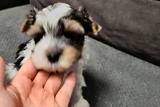 Śliczny piesek Yorkshire Terrier Biewer Tricolor, Pomorskie, Pruszcz Gdański