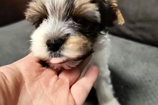 Śliczny piesek Yorkshire Terrier Biewer Tricolor, Pomorskie, Pruszcz Gdański