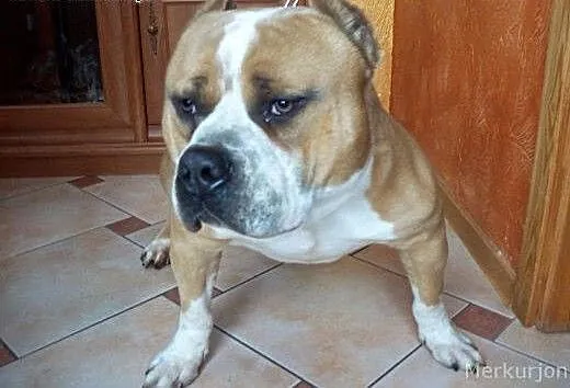 American Bully ABKC reproduktor, wielkopolskie Ko