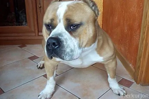 American Bully ABKC reproduktor,  wielkopolskie Ko