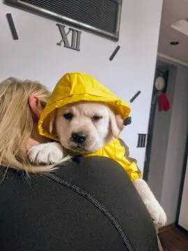 Labrador retriever wspaniałej budowy po ojcu pochodzenia FCI, , Warszawa 