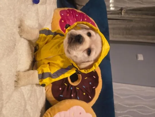 Labrador retriever wspaniałej budowy po ojcu pochodzenia FCI, , Warszawa 