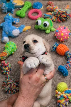 Labrador retriever wspaniałej budowy po ojcu pochodzenia FCI, , Warszawa 