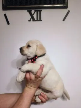 Labrador retriever wspaniałej budowy po ojcu pochodzenia FCI, , Warszawa 