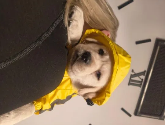 Labrador retriever wspaniałej budowy po ojcu pochodzenia FCI, , Warszawa 