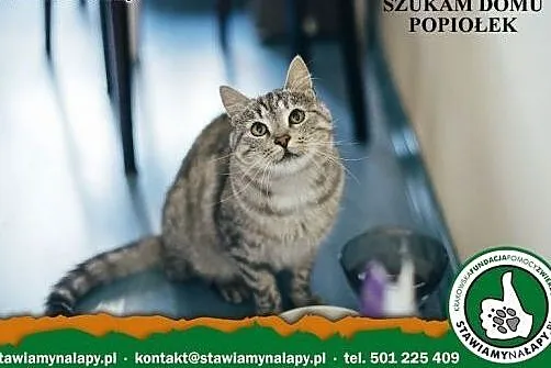 Popiołek. Fundacja Stawiamy Na Łapy,  małopolskie 