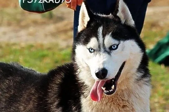 SOPEL - piękny i majestatyczny husky do adopcji