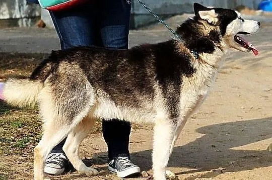 SOPEL - piękny i majestatyczny husky do adopcji