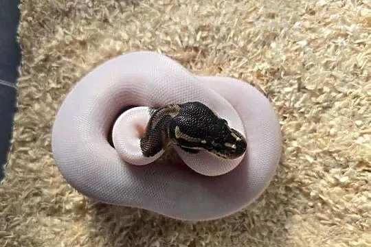 Pyton królewski, Black Pastel Pied. 13.09 Suwałki-Warszawa