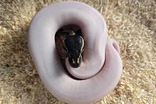 Pyton królewski, Black Pastel Pied. 13.09 Suwałki-Warszawa, Podlaskie, Suwałki
