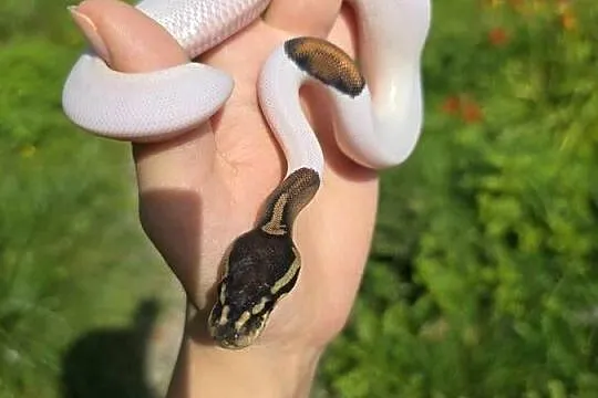 Pyton królewski, Black Pastel Pied. 13.09 Suwałki-Warszawa, Podlaskie, Suwałki