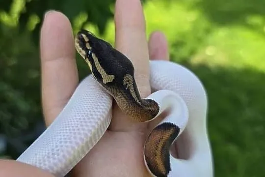 Pyton królewski, Black Pastel Pied. 13.09 Suwałki-Warszawa, Podlaskie, Suwałki
