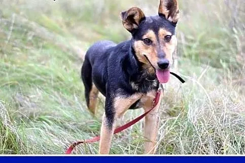 Roczny piesek, średni 10 kg, sympatyczny,kontaktow