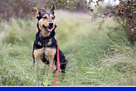 Roczny piesek, średni 10 kg, sympatyczny,kontaktow