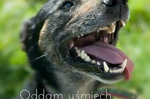 Tesik - cudowny i kochany PIES czeka na dom,  łódz