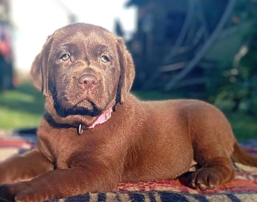 Labrador Retriever szczeniaki, Lubelskie, Stara Rokitnia