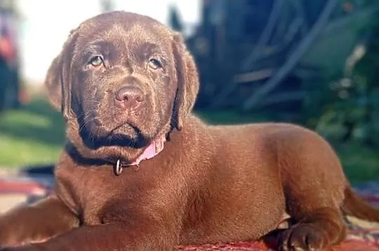 Labrador Retriever szczeniaki