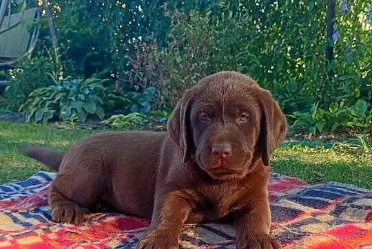 Labrador Retriever szczeniaki, Lubelskie, Stara Rokitnia