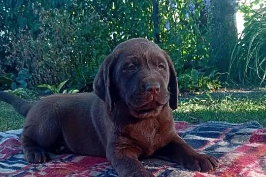 Labrador Retriever szczeniaki, Lubelskie, Stara Rokitnia