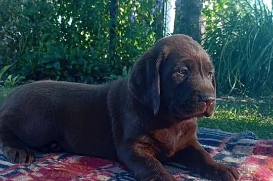 Labrador Retriever szczeniaki, Lubelskie, Stara Rokitnia