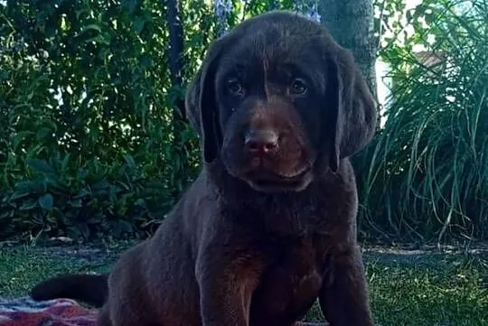 Labrador Retriever szczeniaki, Lubelskie, Stara Rokitnia
