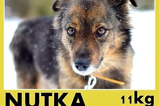 NUTKA,11kg,łagodna,wesoła,towarzyska suczka .ADOPCJA,  małopolskie Kraków