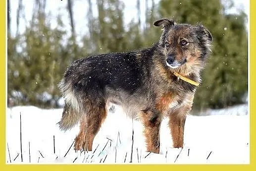 NUTKA,11kg,łagodna,wesoła,towarzyska suczka .ADOPC