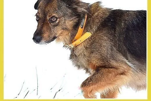 NUTKA,11kg,łagodna,wesoła,towarzyska suczka .ADOPC