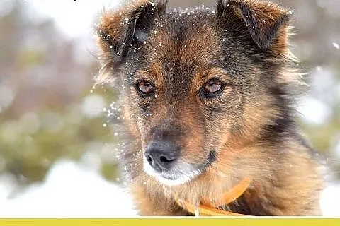 NUTKA,11kg,łagodna,wesoła,towarzyska suczka .ADOPC