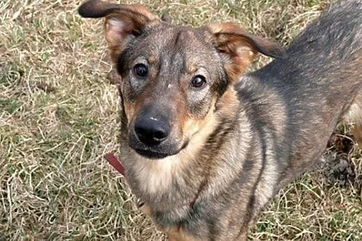 4 letni, uroczy Tobi - czy ktoś go pokocha??,  maz