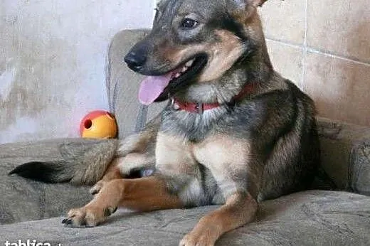 4 letni, uroczy Tobi - czy ktoś go pokocha??,  maz